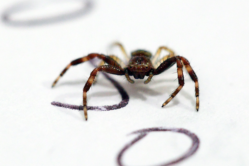 Synema globosum in casa - Badalucco (IM)